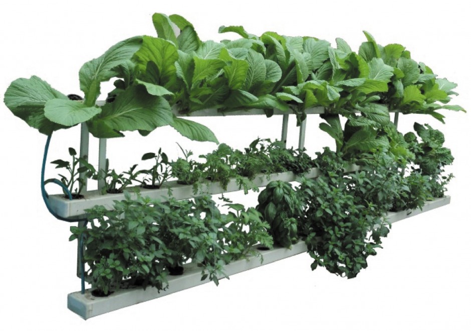 Hệ thống chậu trồng rau áp tường